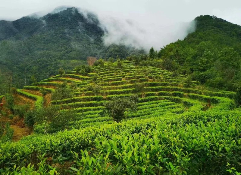 水仙茶：自然之灵的优雅绽放